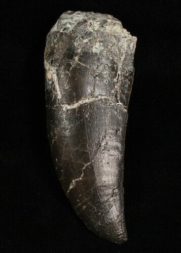 Allosaurus Tooth